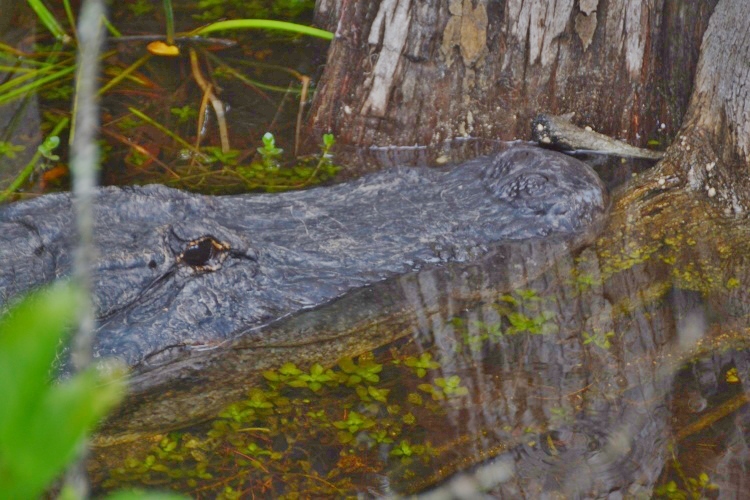 alligator
